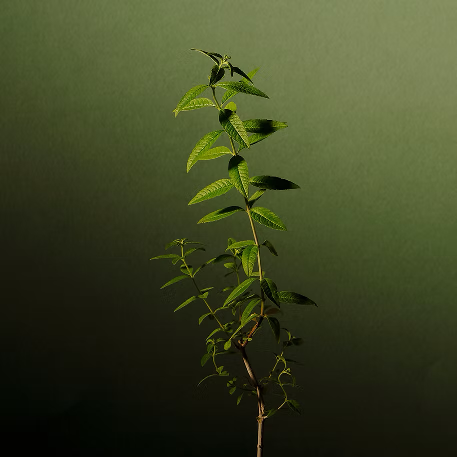 La Verveine : Une plante aux multiples facettes, enracinée dans l’histoire et le terroir du Velay