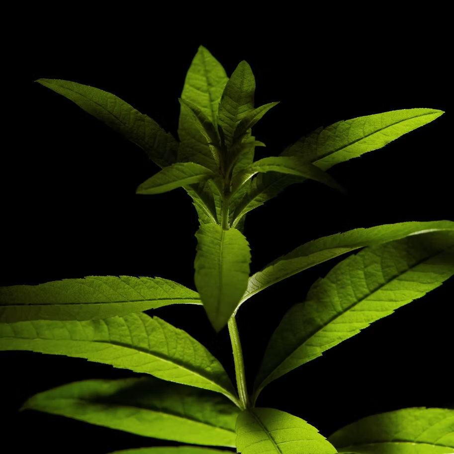 Lemon verbena leaves against a dark background.