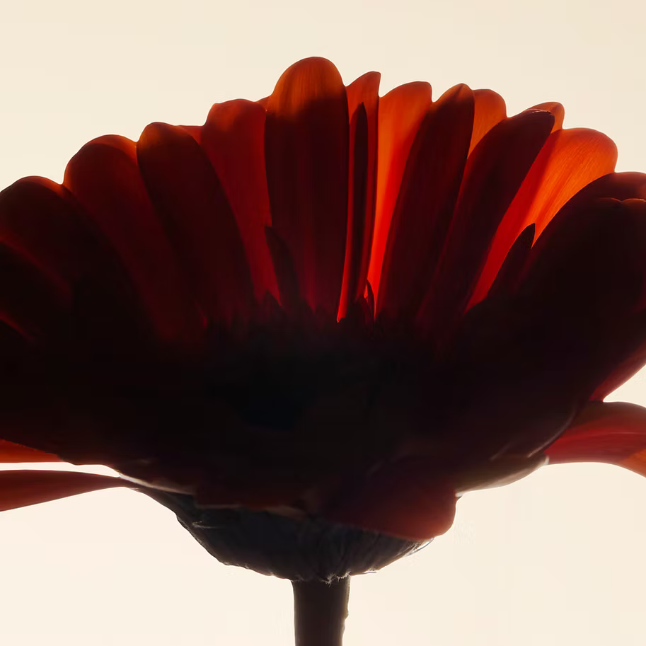 Le Calendula : fleur solaire aux mille vertus