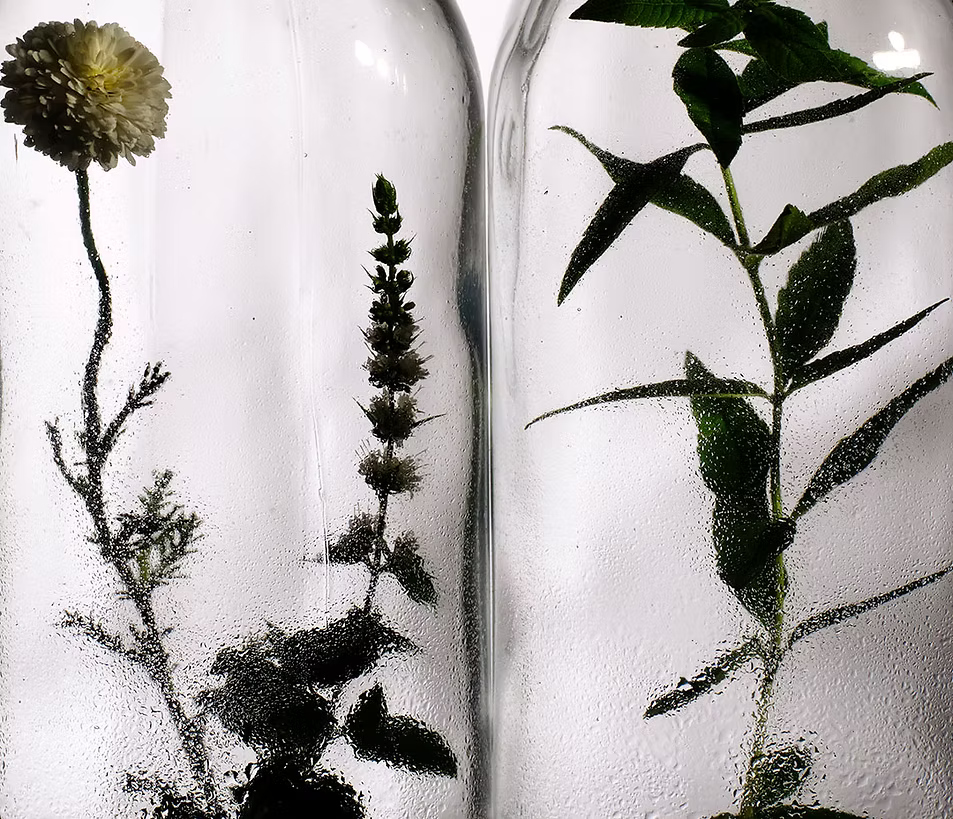 Flowers and foliage photographed through transparent bottles