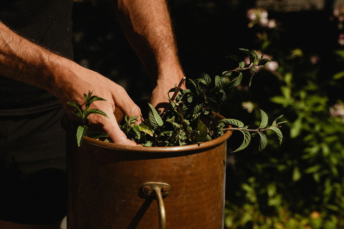 Hands preparing fresh plants in a copper vessel