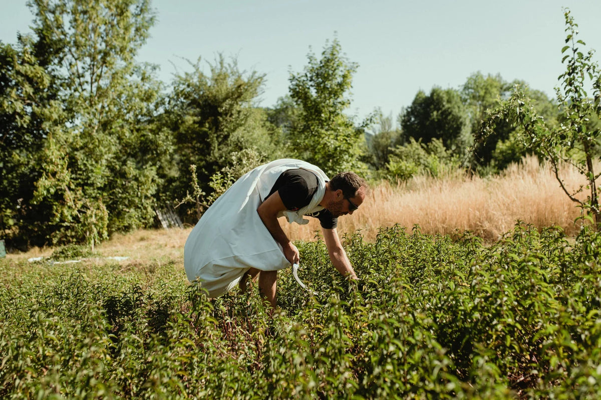 Harvesting plants by hand in Auvergne.