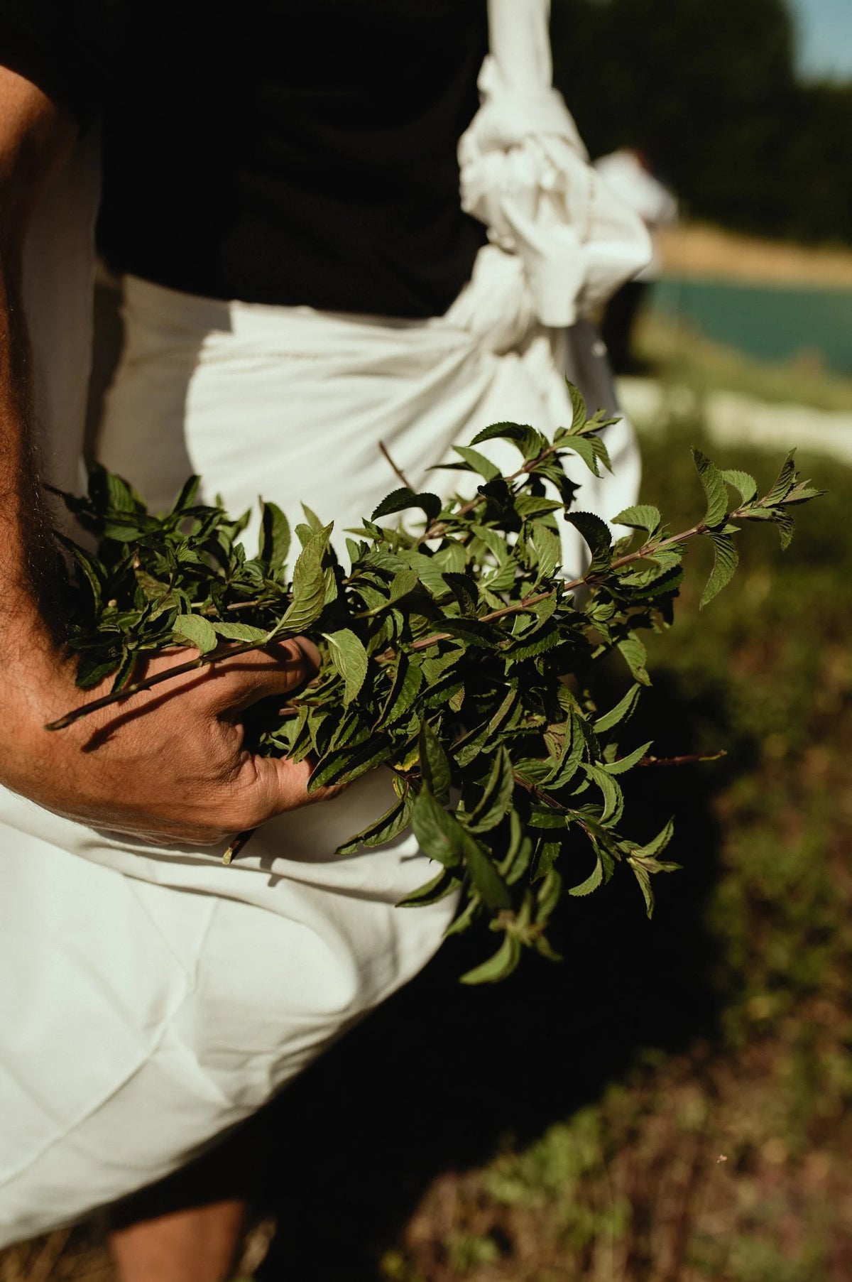 Plantes fraîchement récoltées, portées à la main dans un linge de coton noué