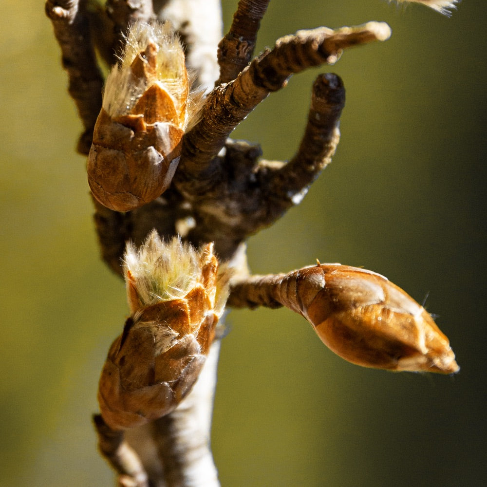 Photographie de bourgeons issue des archives Apoticari
