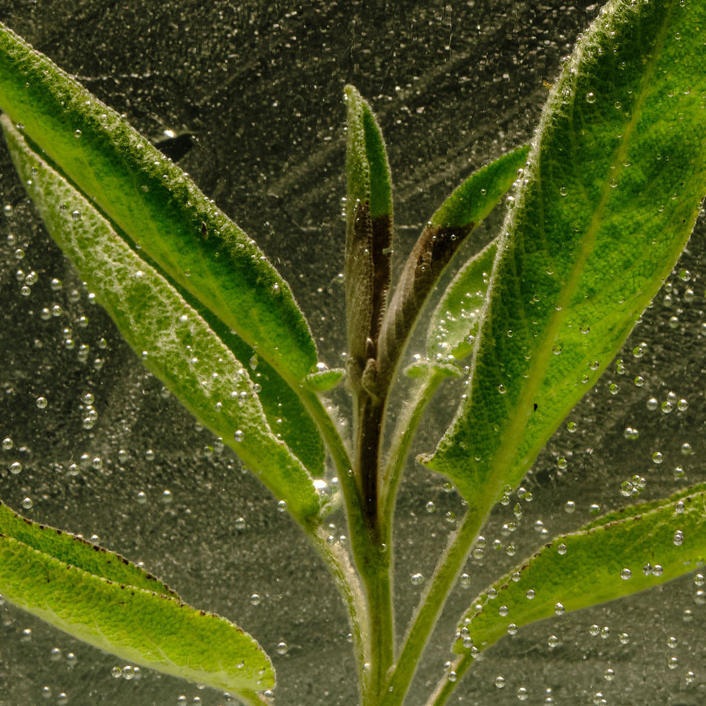 Hydrolat de Sauge Bio - 100% naturel