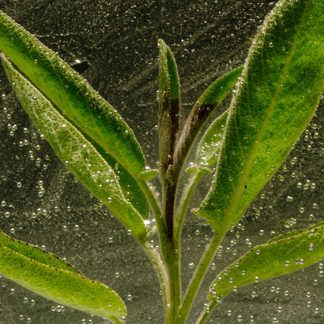 Hydrolat de Sauge Bio - 100% naturel