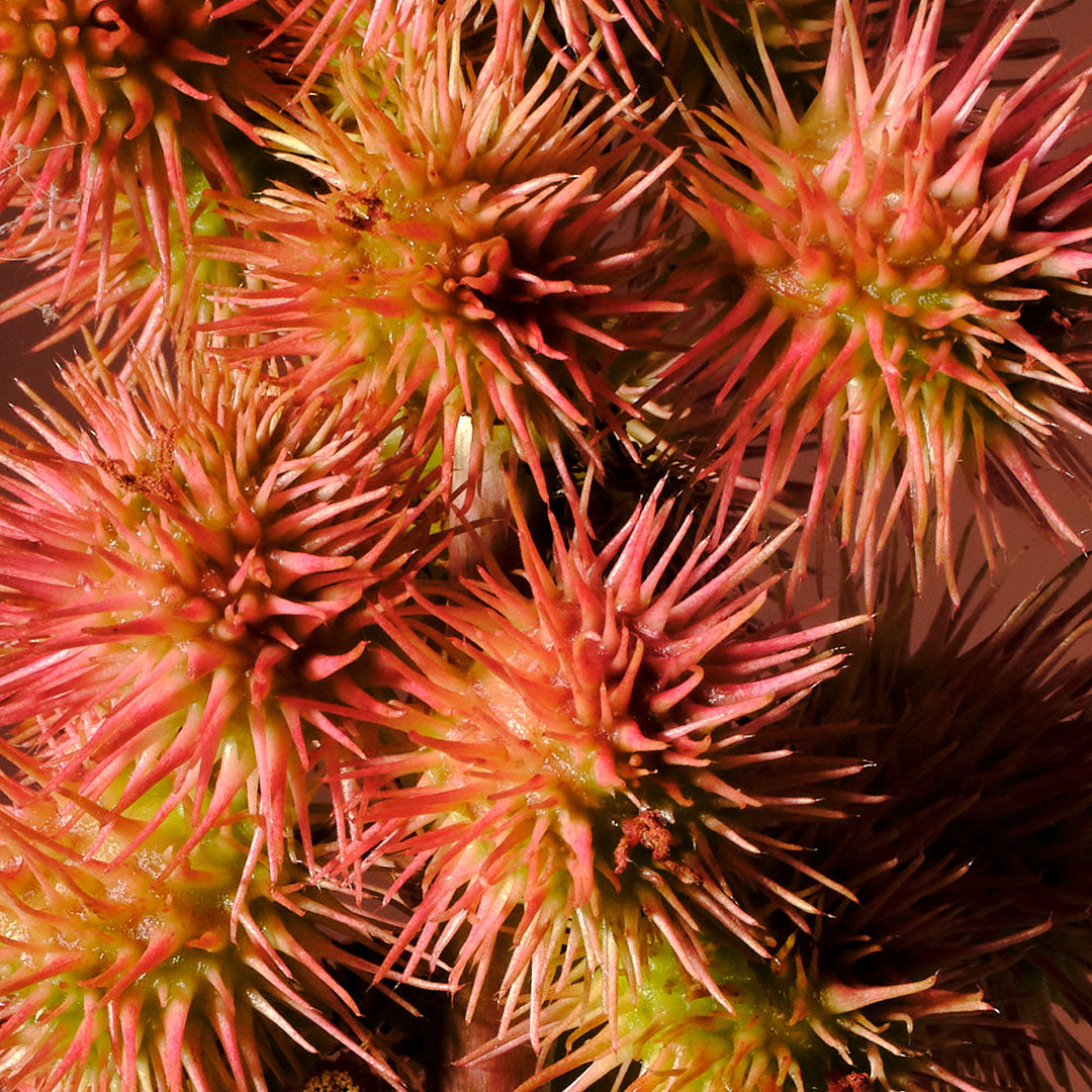 Après-shampooing à l'huile de Ricin