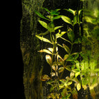 Hydrolat de Verveine Bio - 100% naturel