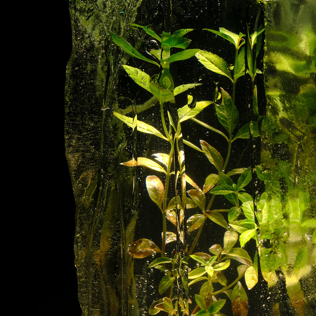 Hydrolat de Verveine Bio - 100% naturel