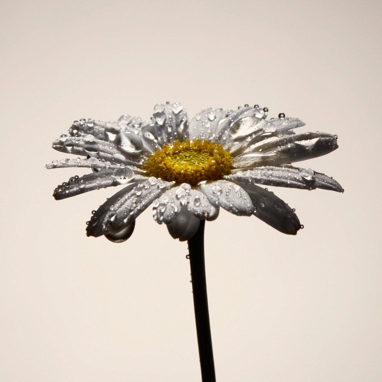 Hydrolat de Camomille Bio - 100% naturel