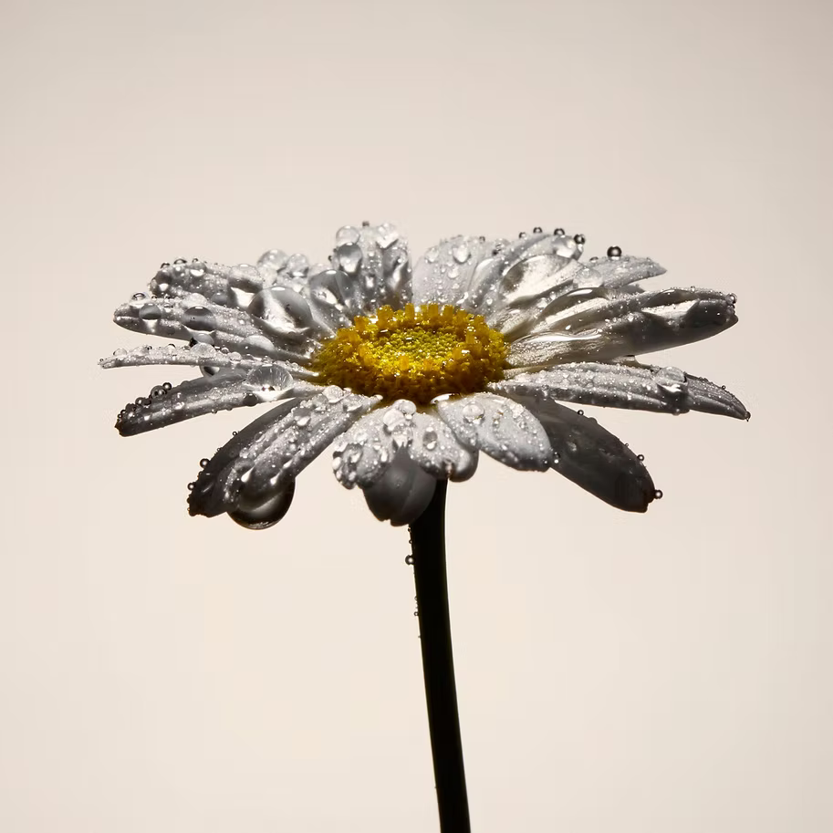 A chamomile flower, with white petals and a yellow centre.